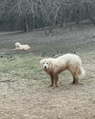 Nemo