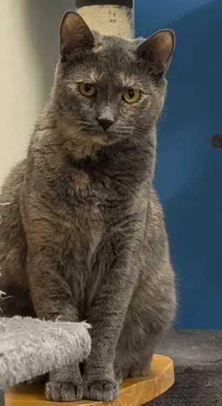 AshFur