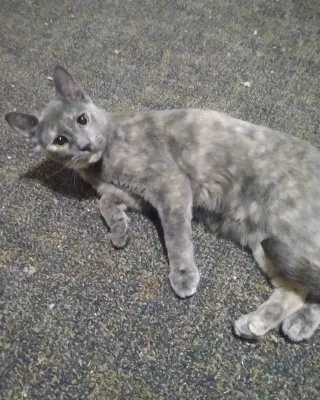 AshFur