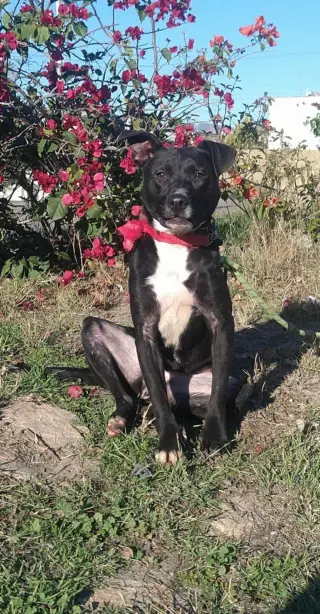 Katie
