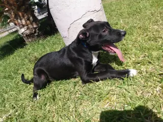 Katie