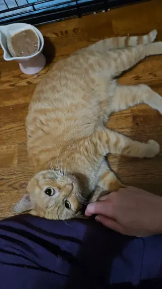 *Mimosa
