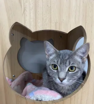TIGERBELL