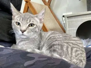 TIGERBELL