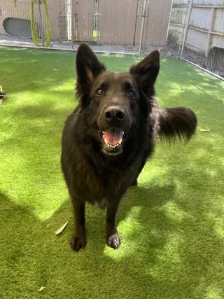 Enzo