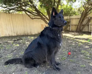 Enzo