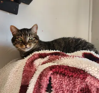 Ollie (formerly Oscar)