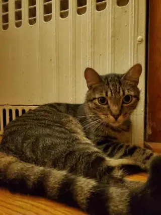 Ollie (formerly Oscar)