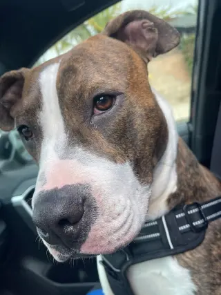 Henry