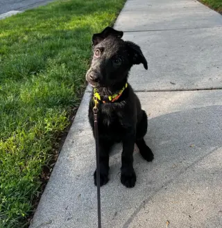Titus - Adoption Pending