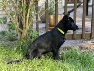 Titus - Adoption Pending