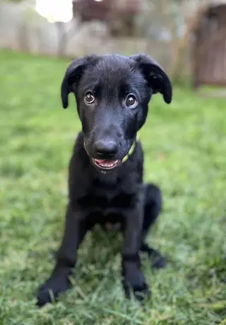 Titus - Adoption Pending