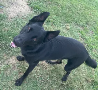 Titus - Adoption Pending