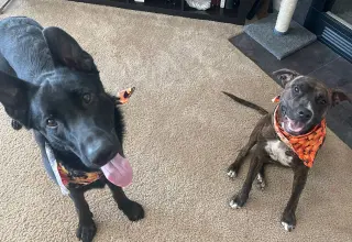 Titus - Adoption Pending