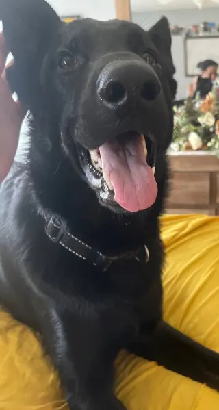 Titus - Adoption Pending