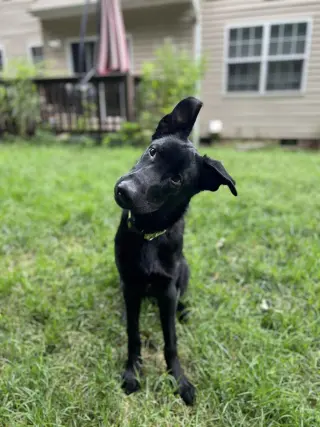 Titus - Adoption Pending