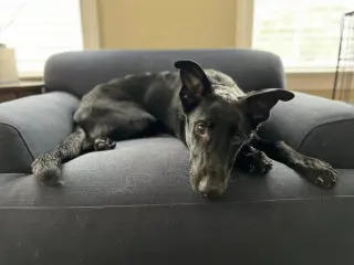 Titus - Adoption Pending