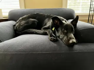 Titus - Adoption Pending