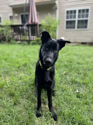 Titus - Adoption Pending