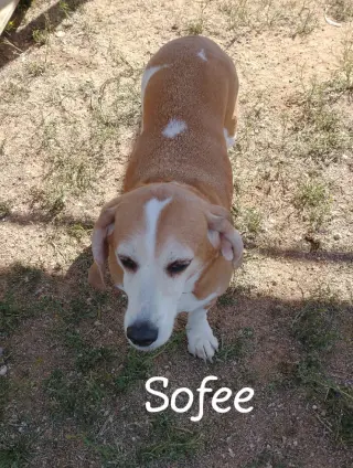 Sofee