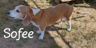 Sofee