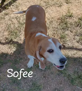 Sofee