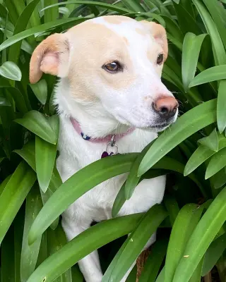 Addie