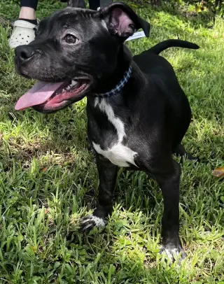 Inko