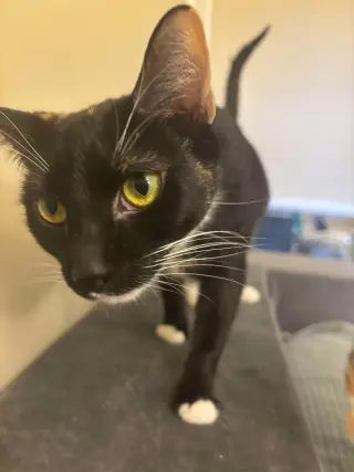 Taco 0354