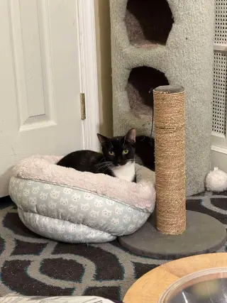 Taco 0354