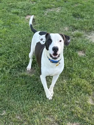 Watson