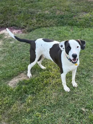 Watson