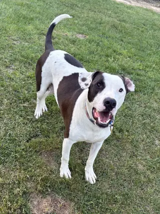 Watson