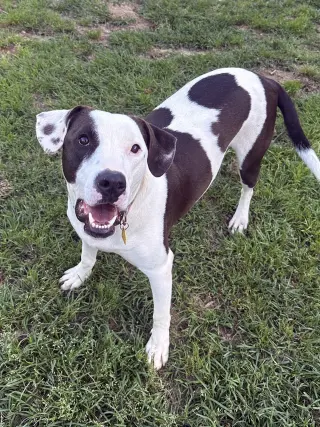 Watson