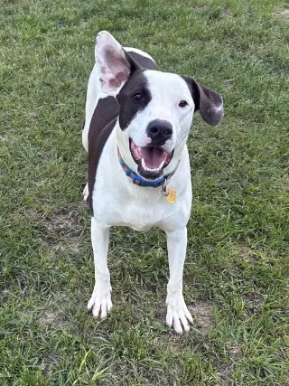 Watson