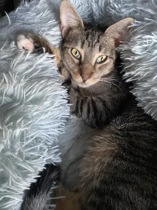 Dax