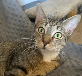 Dax