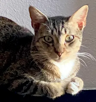 Dax
