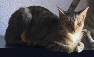 Dax