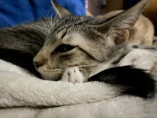 Dax