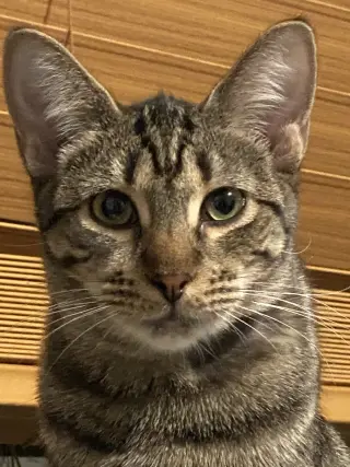 Pebbles