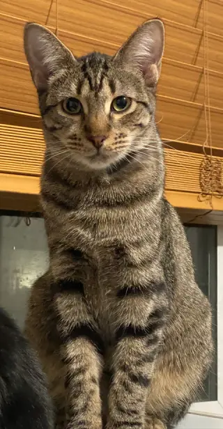 Pebbles