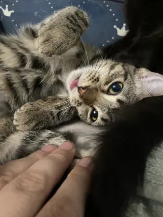 Pebbles
