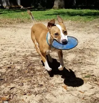 Sam
