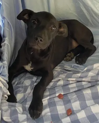 Brandy