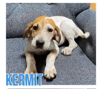 Kermit