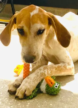 Kermit