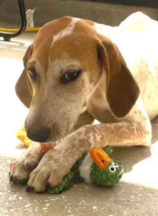 Kermit