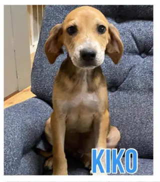 Kiko