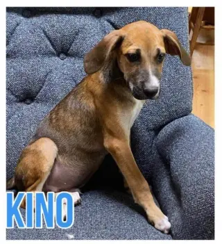 Kino